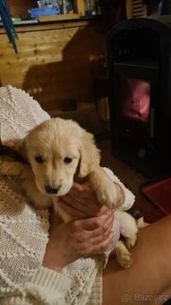 Štěňata Zlatý Retrivr