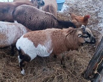 Kamerunský beránek - 1