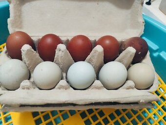 Kuřátka - barevná vajíčka - 1