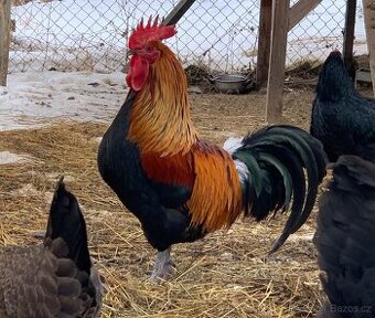 Kohouti - ČZK a Australka