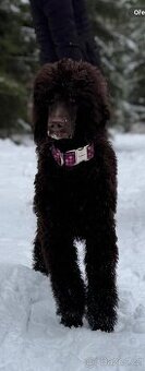 Pudl velký - královský