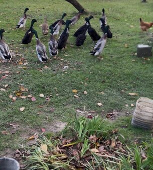 Vyměním/prodám kačera indického běžce