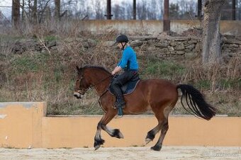 Prodáme klisnu welsh cob,sekce D