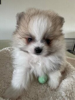 Pomeranian s p.p