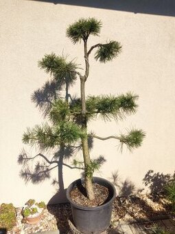 Tvarovaný strom, bonsai, niwaki, yamadori
