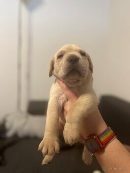 Štěně cane corso