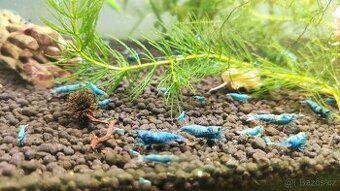 Krevetky Blue Blot