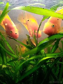 akvarijni ryby