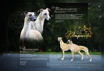 Whippet/ Vipet s PP- dva očekávané vrhy