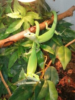 Gastropholis prasina - 1,1