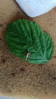 Lupenitka filipínská - phyllium