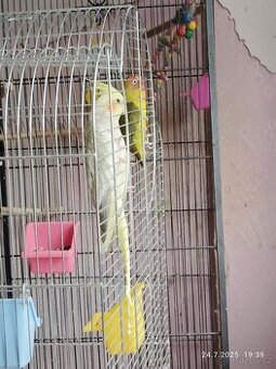 Daruji korelu a agapornise