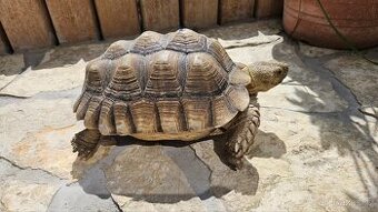 Želva ostruhatá (Geochelone Sulcata) samec 25cm plastron