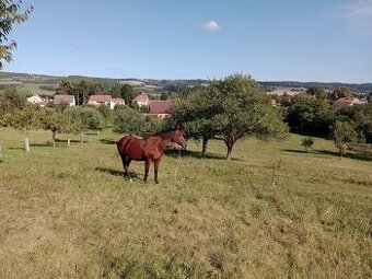 Klisna