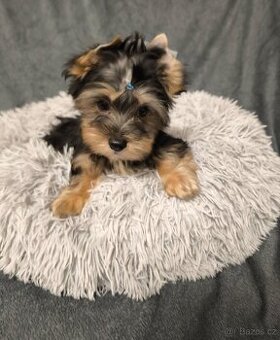 Jorkširský teriér štěňátka ♥️
