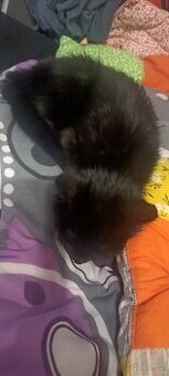 Daruji kočku evropskou