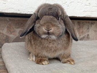 Volná samička - Anglický Zakrslý Beránek MiniLop🍑🧡