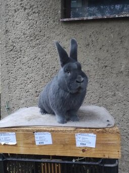 Vídeňský modrý - samec