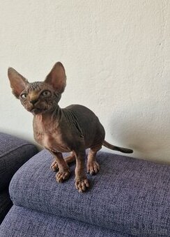 Kanadský sphynx bez PP - kluk