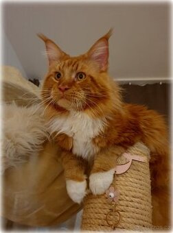 Mainský mývalí kocour - krytí