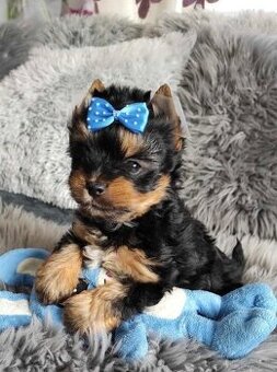 Jorkšírský teriér