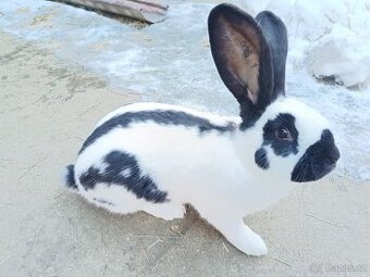 Německý Obrovitý Strakáč  č 1