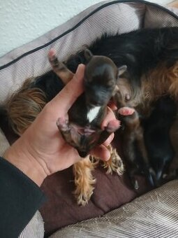 Do brden prodám  ste natka joksira