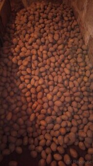 Krmné brambory Antonie