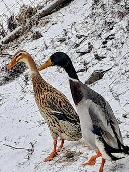 Pár indických běžců