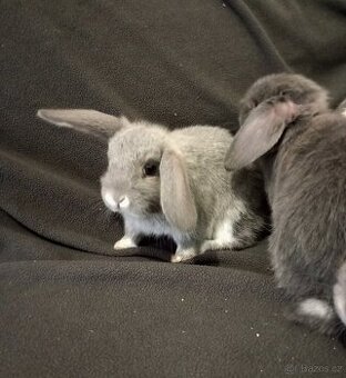 Zakrslý beránek králíček