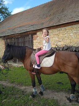 Huculský hřebec s PP