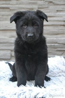 prodám štěně Německého ovčáka s PP