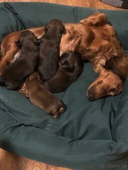 Jezevčík dlouhosrstý