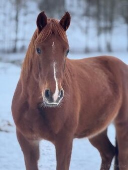 Prodám Valacha ČT, 7 let