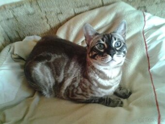 Bengálský kocourek s PP