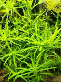 Akvarijni rostlinky - kosokvět