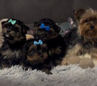 Jorkšírský teriér