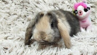 Zakrslý beránek, králíček, králík - LUCY