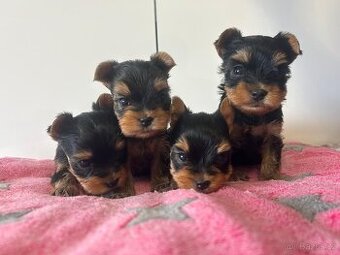 Jorkšírský teriér s PP FCI štěně fenka k rezervaci