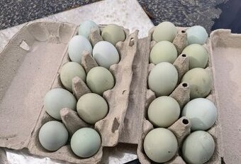 Vajíčka do líhně