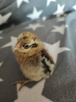 Česká zlatá kropenka