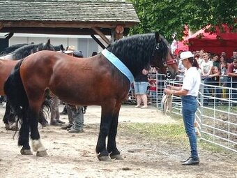 Připouštění hřebcem SN