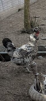 Násadová vejce - Pavlovka
