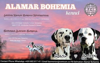 ŠTĚŇATA DALMATIN - CHS ALAMAR BOHEMIA
