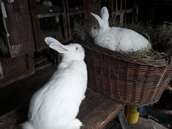Bílí králičí brojleři - kříženci - králíčata, samice