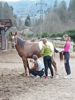 Predám appaloosa zrebceky bratia s Pp
