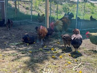 Letošní kohoutci - čistokrevní a kroužkovaní