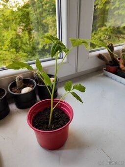 Prodám sazenice rajčat 🍅
