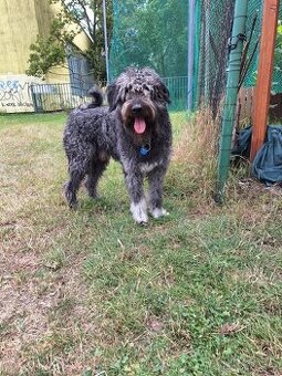 Bordoodle krytí (labradoodle,goldendoodle,pudl,kolie