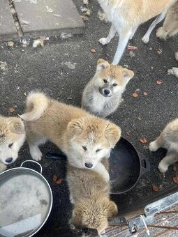 Akita inu štěňata